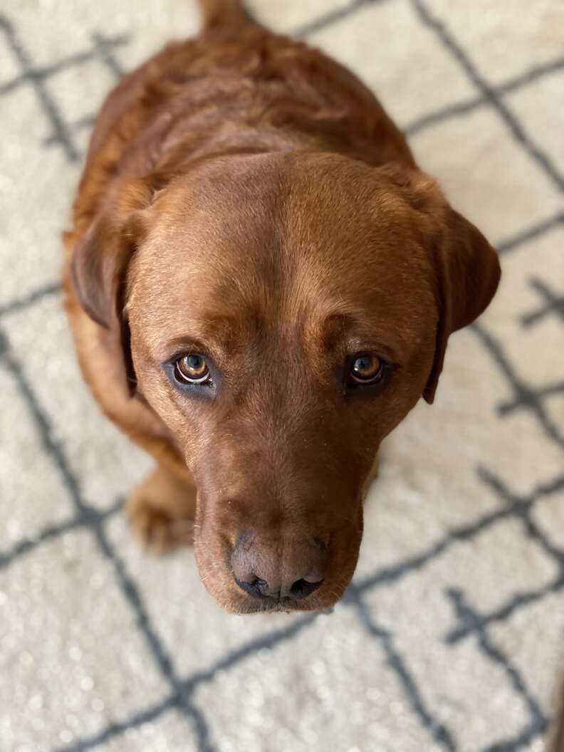 Failed service store dogs for adoption