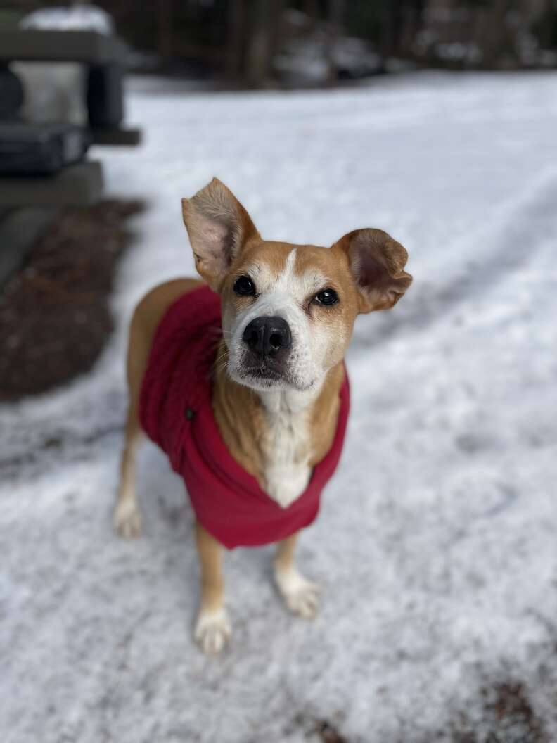 dog in snow