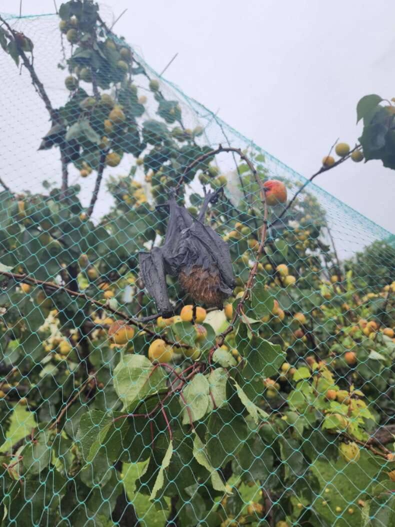 bat stuck in netting 