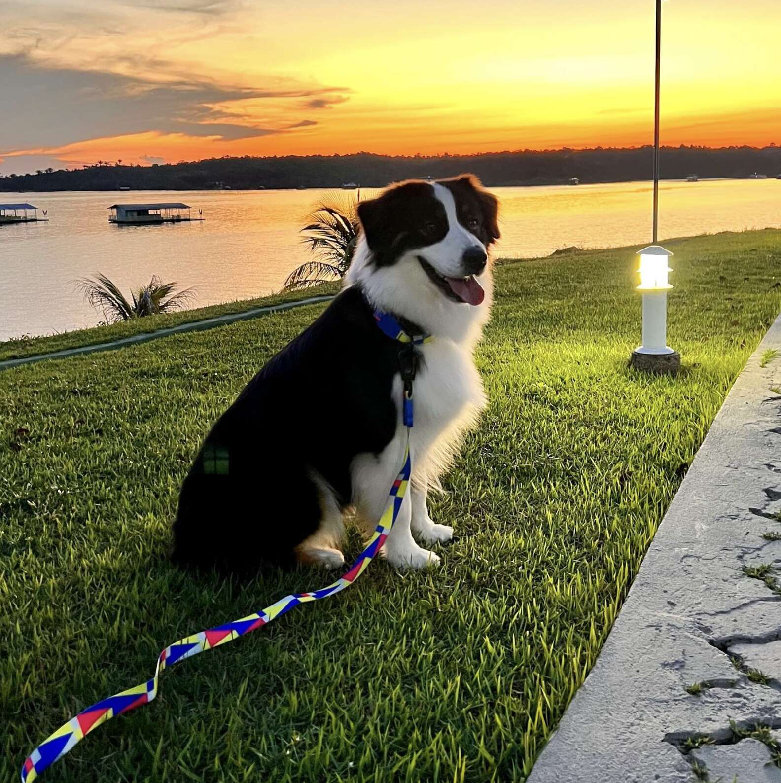 Security Camera Captures What Dog Gets Up To The Moment Her Parents ...