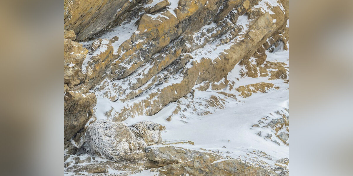 People Are Having A Very Hard Time Spotting The Animal In This Snowy Photo