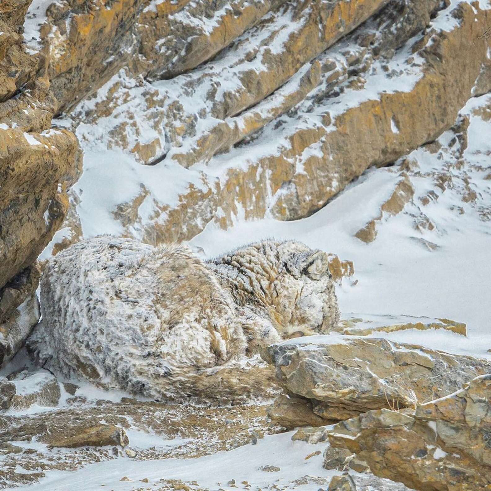 People Are Having A Very Hard Time Spotting The Animal In This Snowy ...