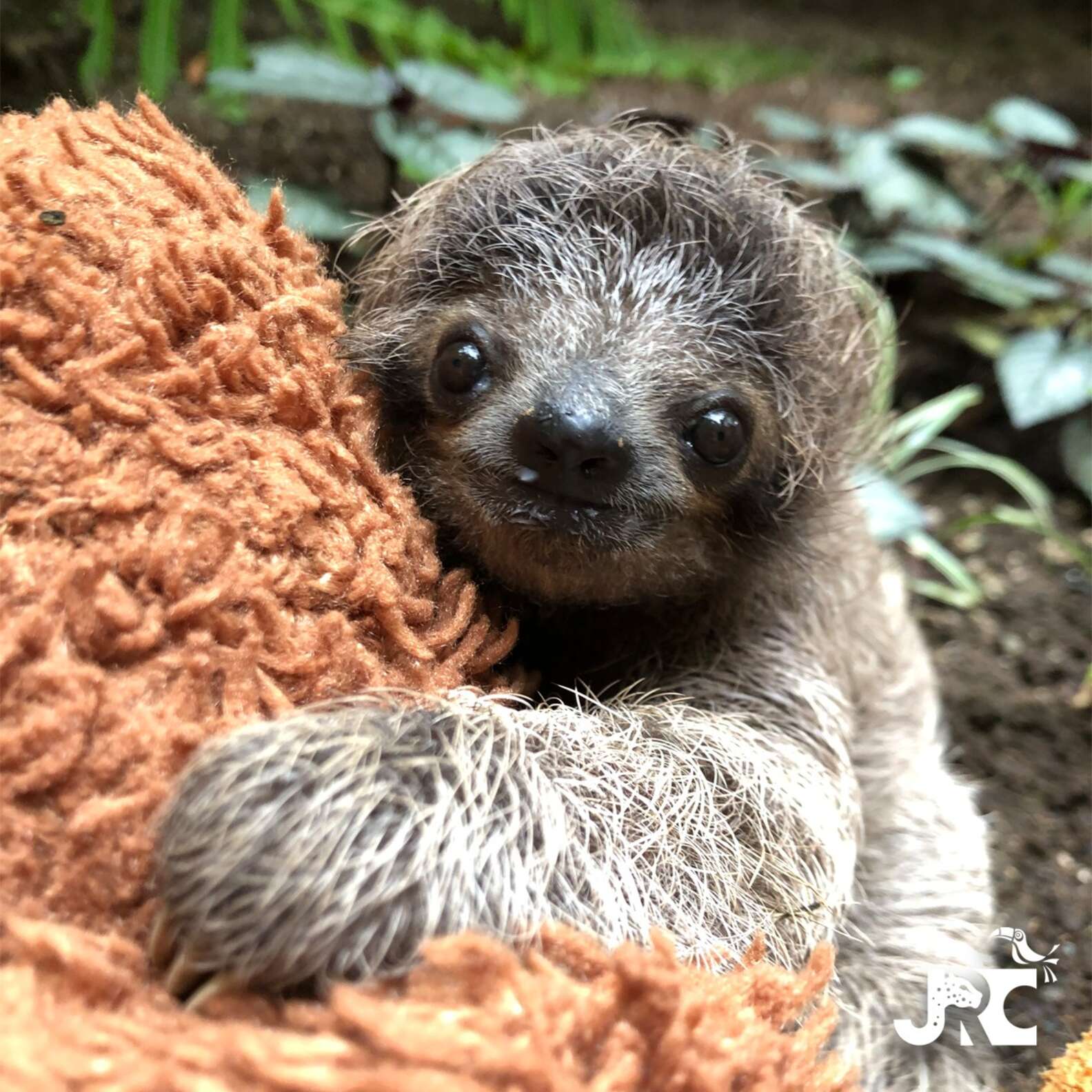 Heartbroken Sloth Mother Rushes To Reunite With Fallen Baby - The Dodo