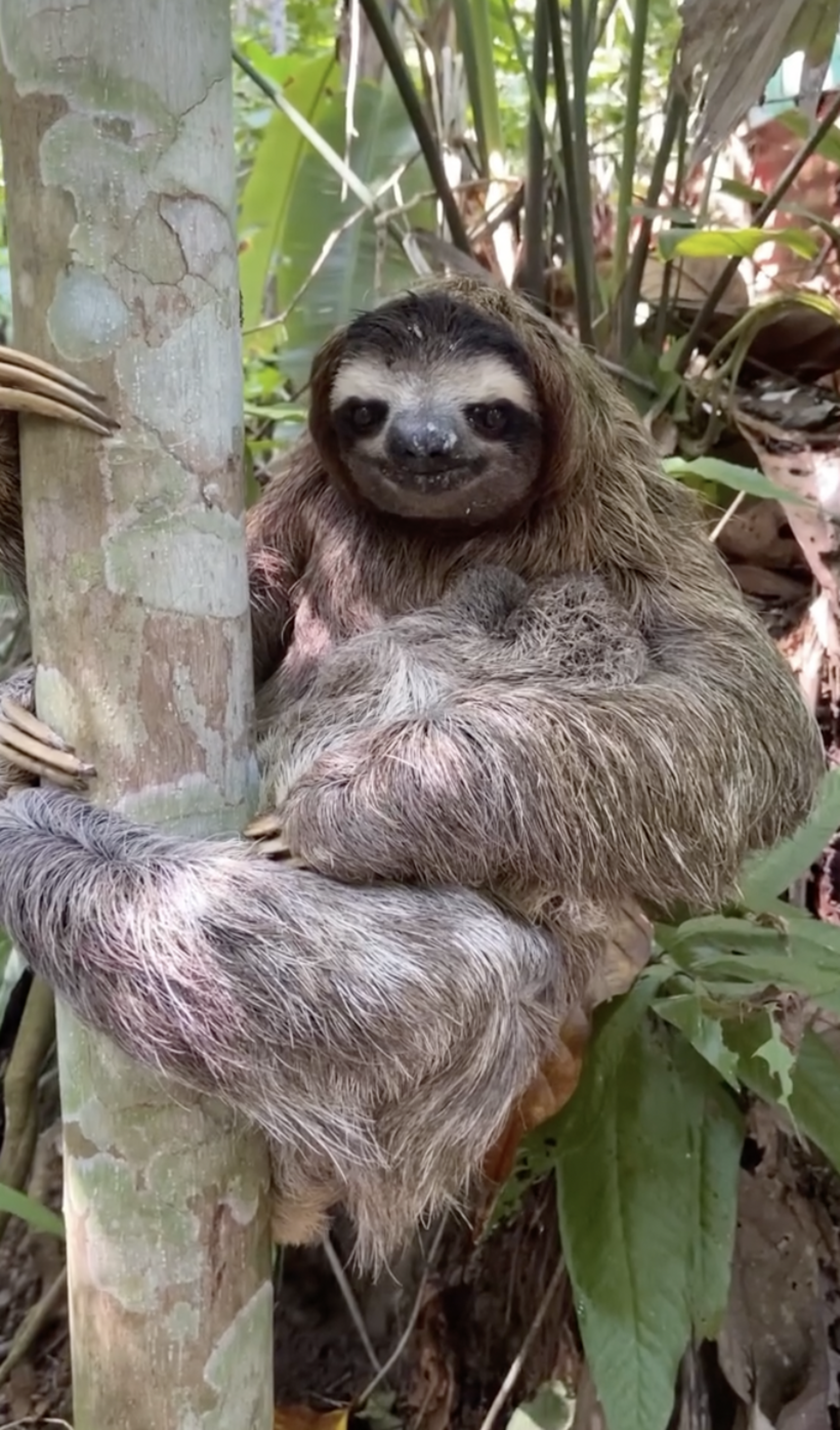 Heartbroken Sloth Mother Rushes To Reunite With Fallen Baby - The Dodo