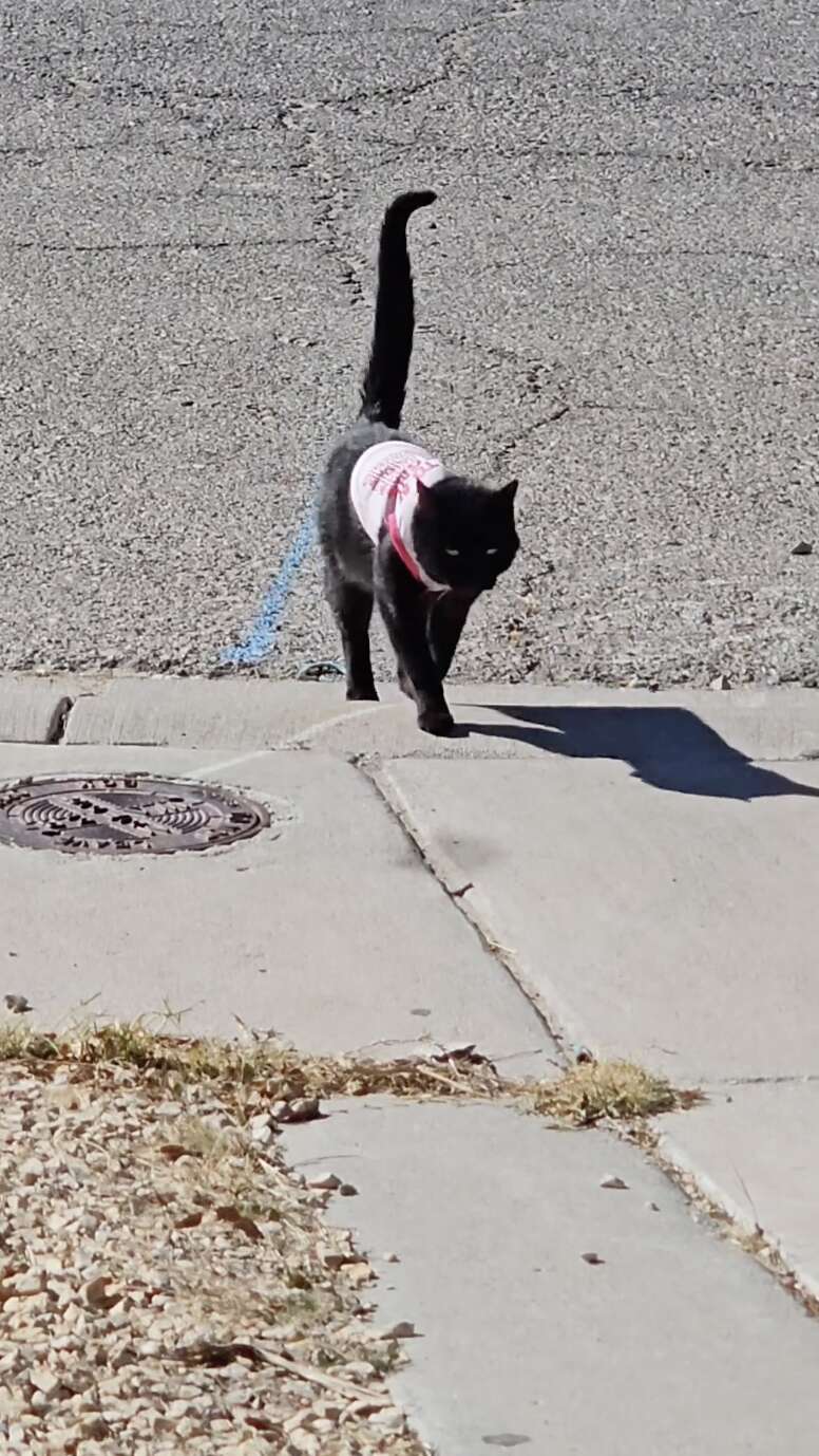cat wearing a sweater