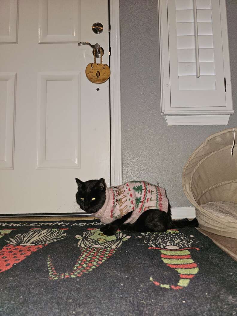 cat wearing a sweater