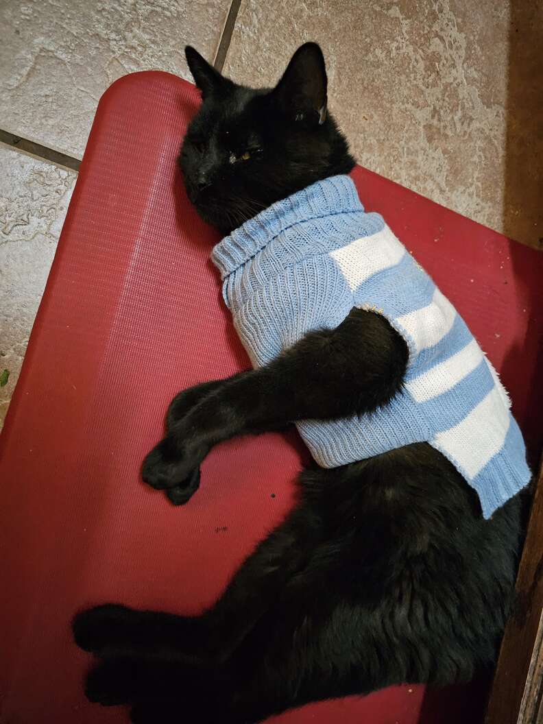 Sweater best sale calms cat