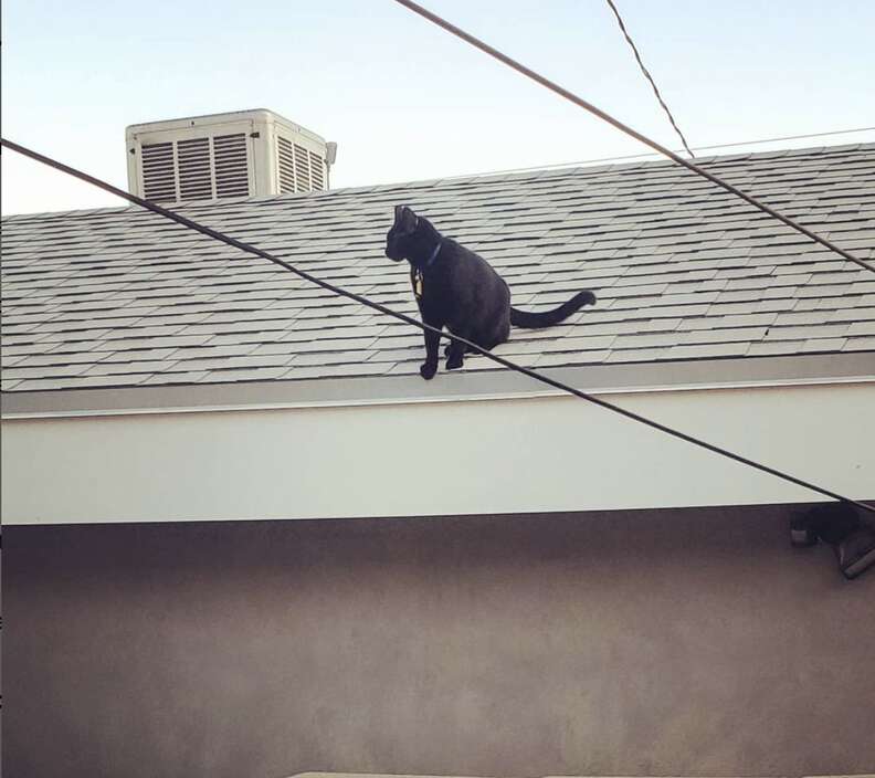 cat on a roof