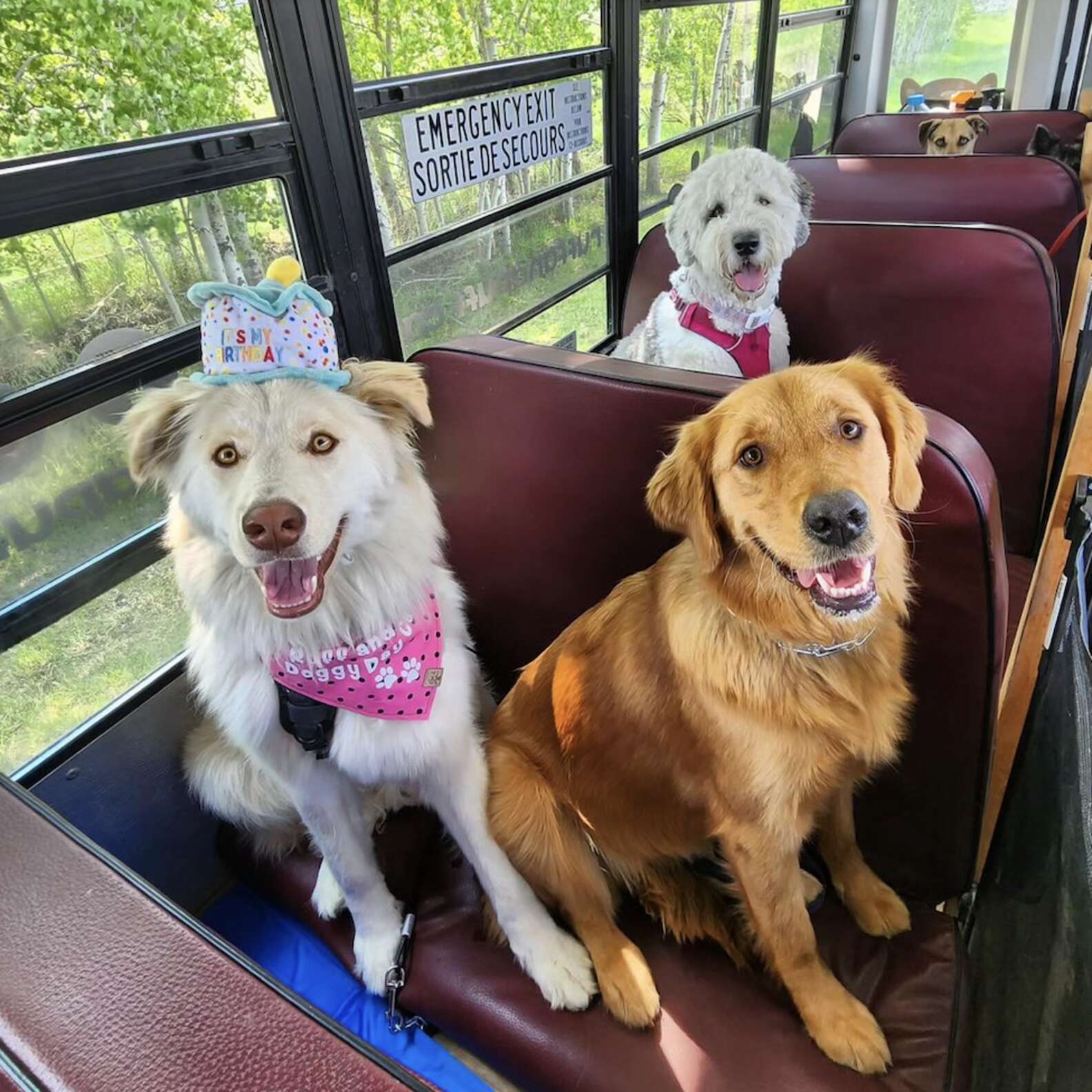 Special School Bus Picks Up Neighborhood Dogs And Brings Them To The ...