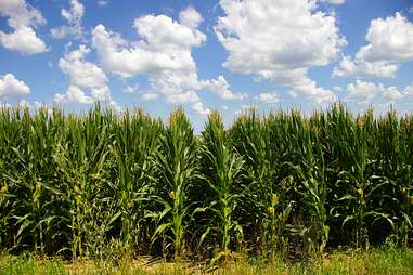 Iowa cornfield with blue sky and cottony white clouds
