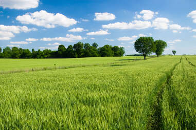 lush green fields under a blue sky