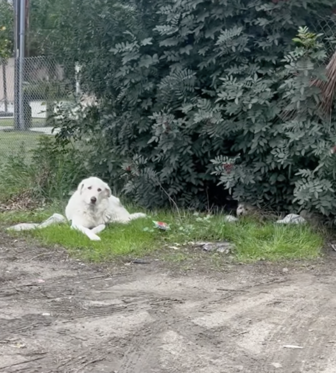 Little Abandoned Dog Refuses To Leave His Injured Best Friend’s Side