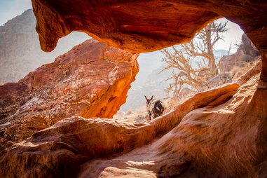 donkey walking within red rocks