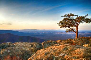 lone tree at sunset at ravens roost overlook on skyline drive in blue ridge mountains