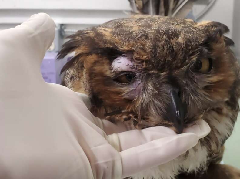 injured owl