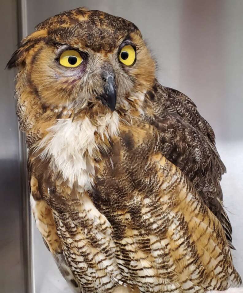 owl with yellow eyes 