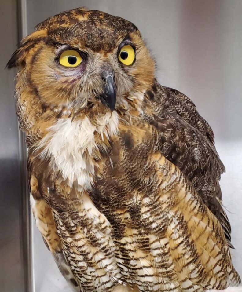 owl with yellow eyes
