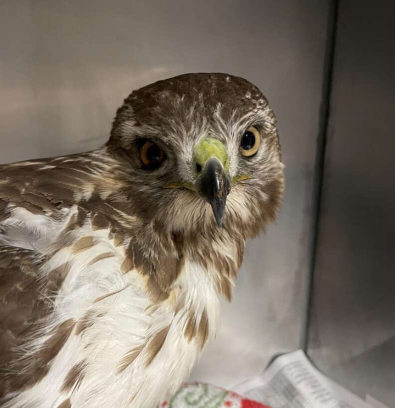 hawk