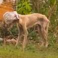 Dog Gets Her Head Stuck In Jar And Wanders For Days Searching For Help