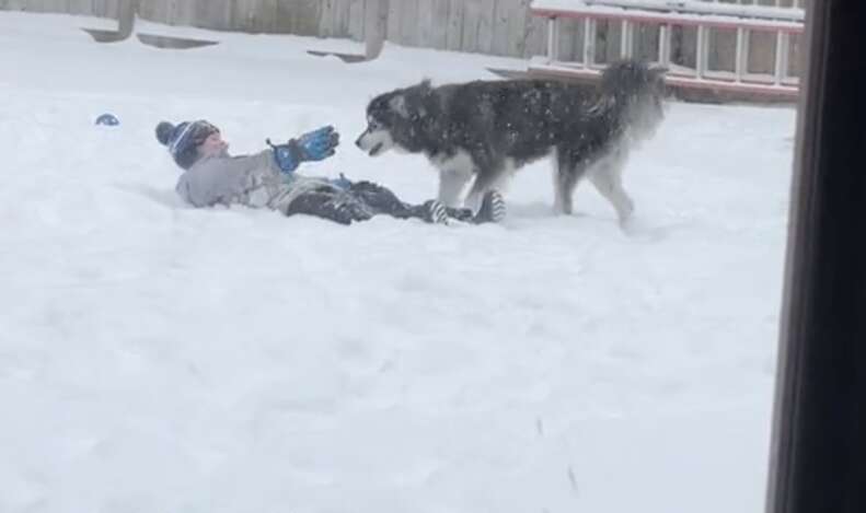 Happy husky plays in snow with neighbor boy