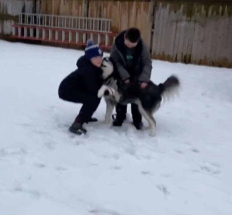 Rescue husky gives little boys a kiss on the face