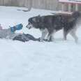 Little Boy Sees Bored Husky Sitting In The Snow And Decides To Cheer Him Up