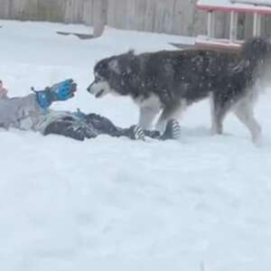 Little Boy Sees Bored Husky Sitting In The Snow And Decides To Cheer Him Up