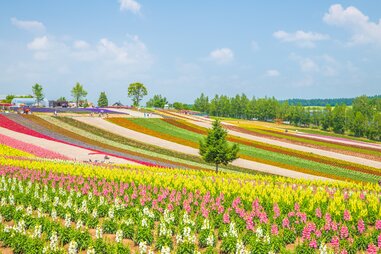 colorful fields of shikisai-no-oka, biei town, hokkaido
