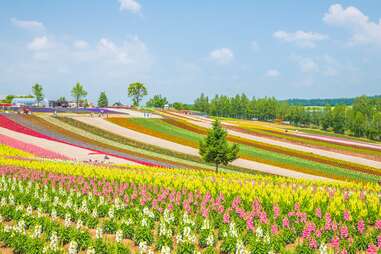colorful fields of shikisai-no-oka, biei town, hokkaido