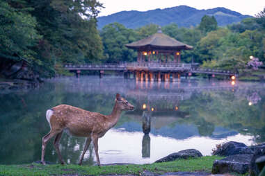 close up of a deer at nara deer park