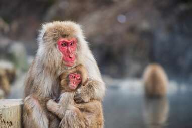 japanese snow monkey macaque mother and baby at jigokudani park