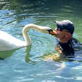 Guy Rescues An Egg And Becomes A Swan Dad For Life