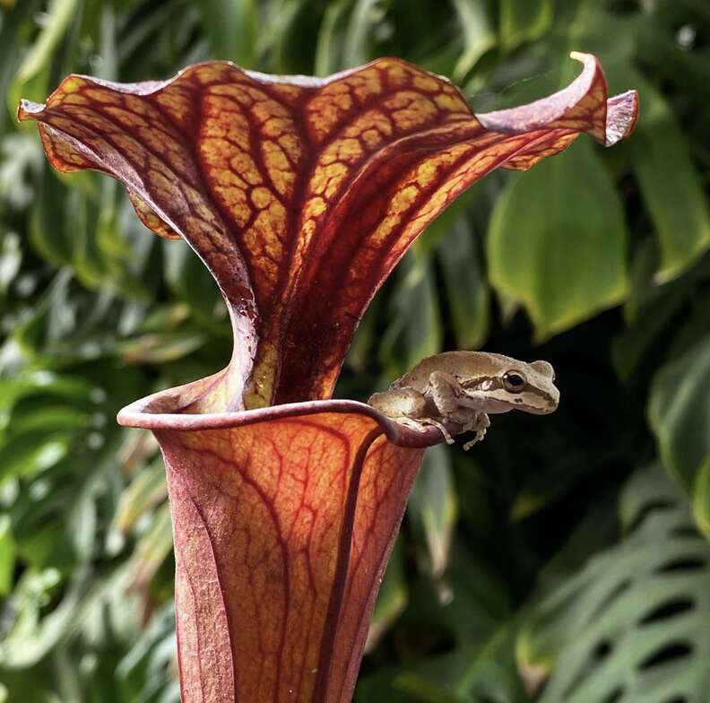 Sarracenia flava and his cute little frog friend