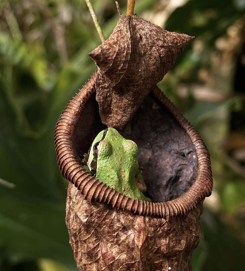 Old Nepenthes pitchers make perfect frog houses