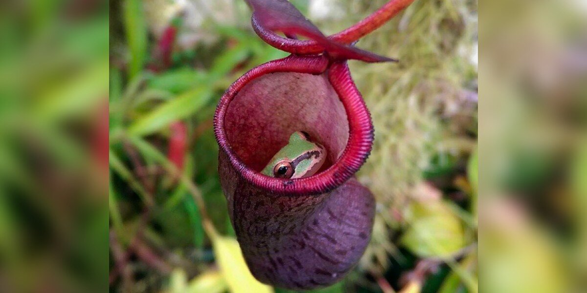 Gardener Finds Tiny Frogs Using His Carnivorous Plants As Their Home