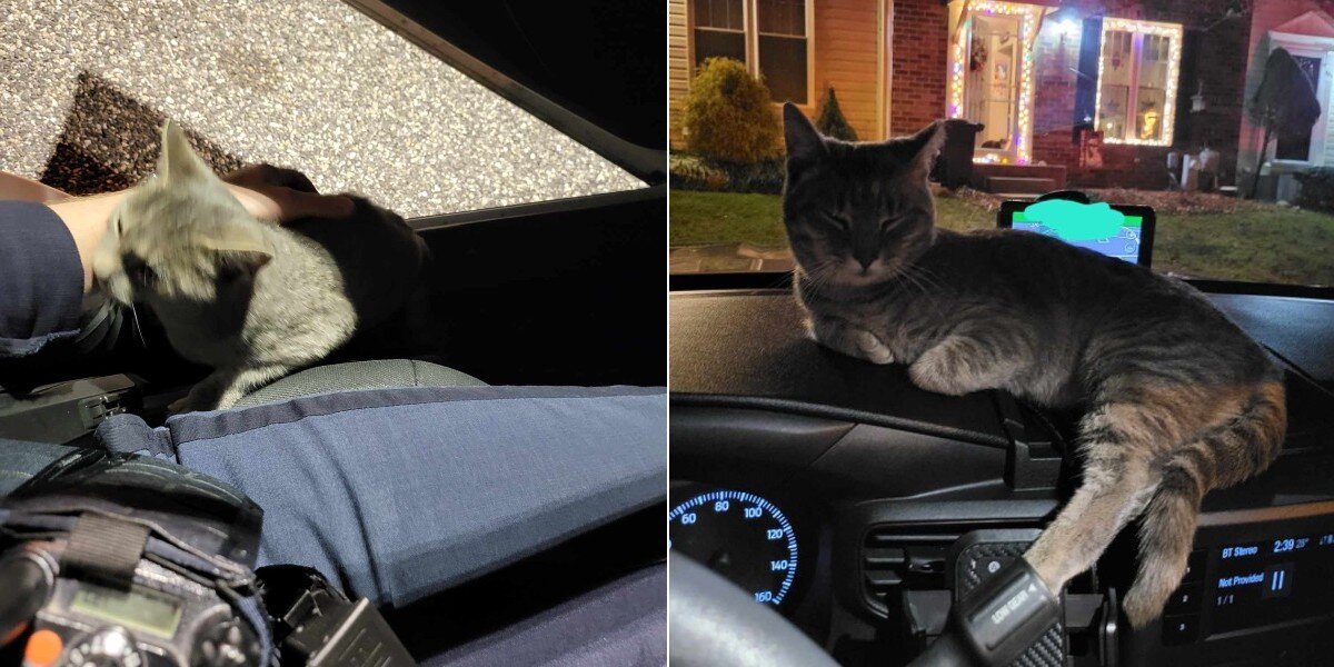 Stray Cat Climbs Into Police Officer’s Cruiser And Begs To Go Home With ...