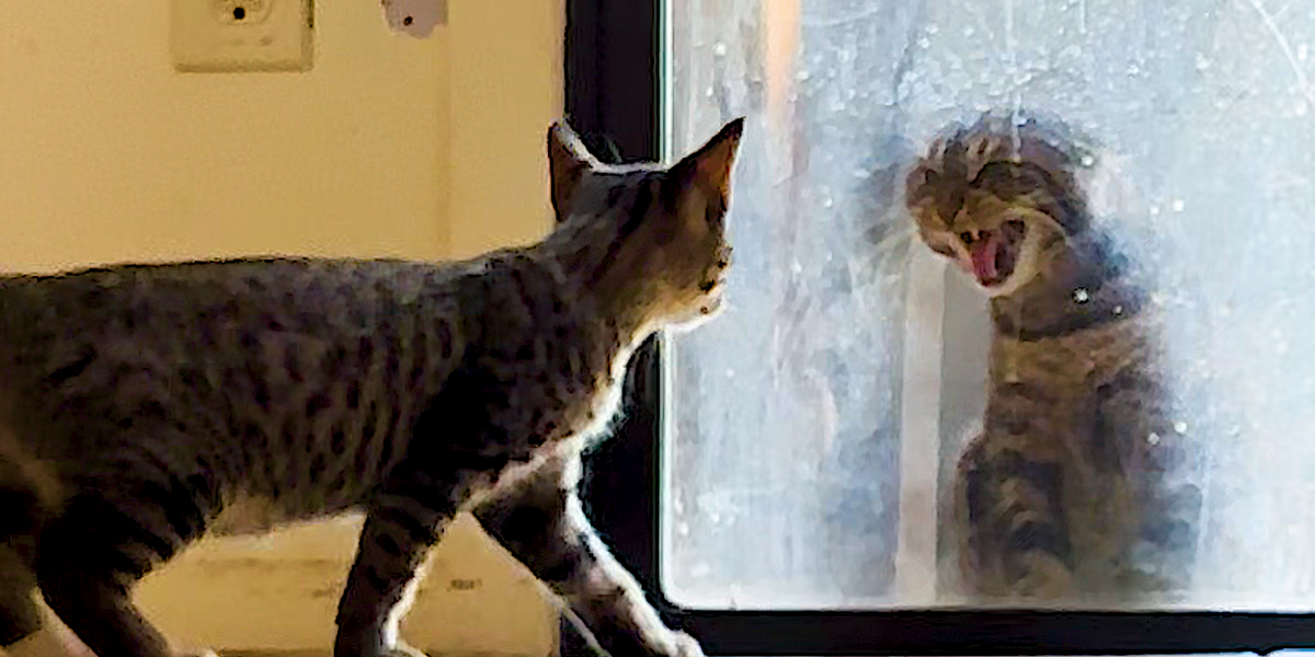 Her Cat Hates The New Kitten Videos The Dodo