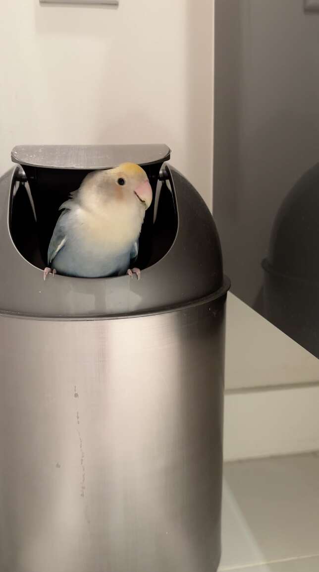 bird in garbage can