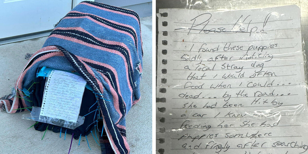 Animal Shelter Finds A Crate At The Door — And Most Touching ...