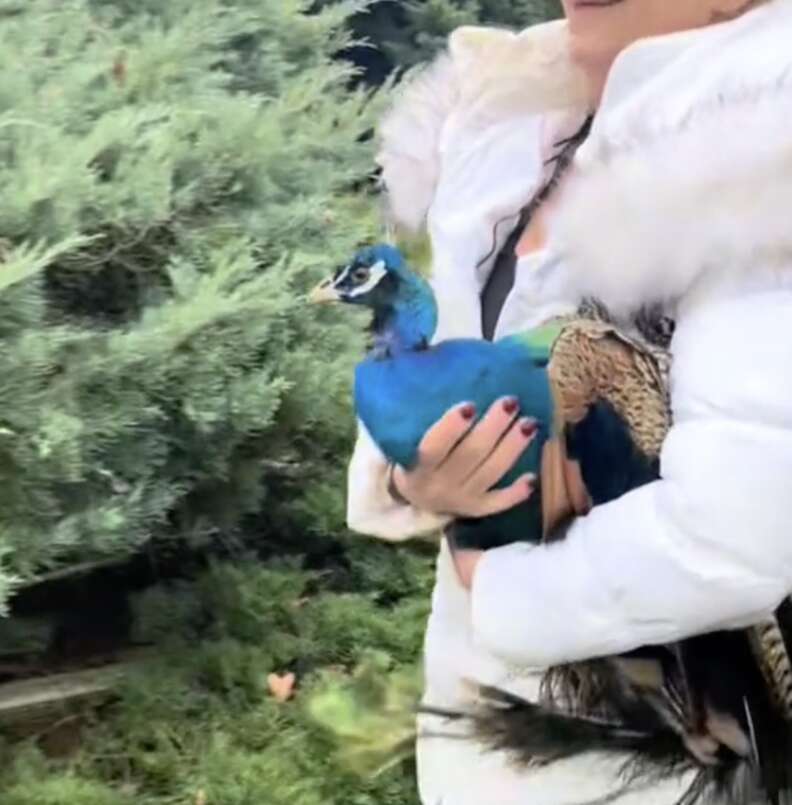woman holding peacock 