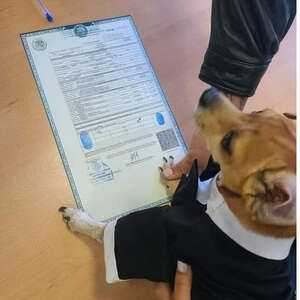 Little Dog Takes His Role As Witness On Parents' Marriage License Very Seriously 