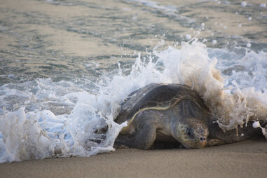 wave crashing on an olive ridley sea turtle 
