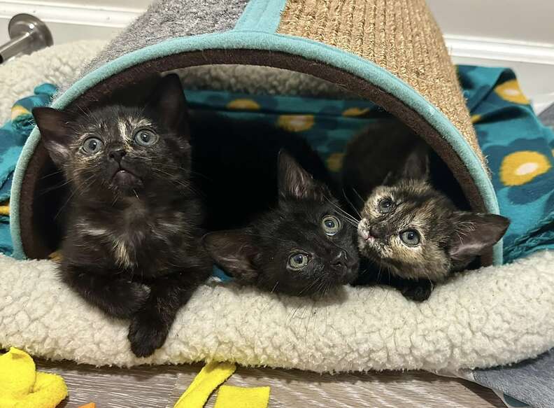 kittens