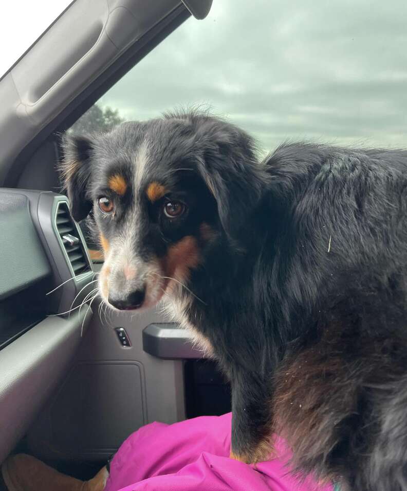 dog in a car 