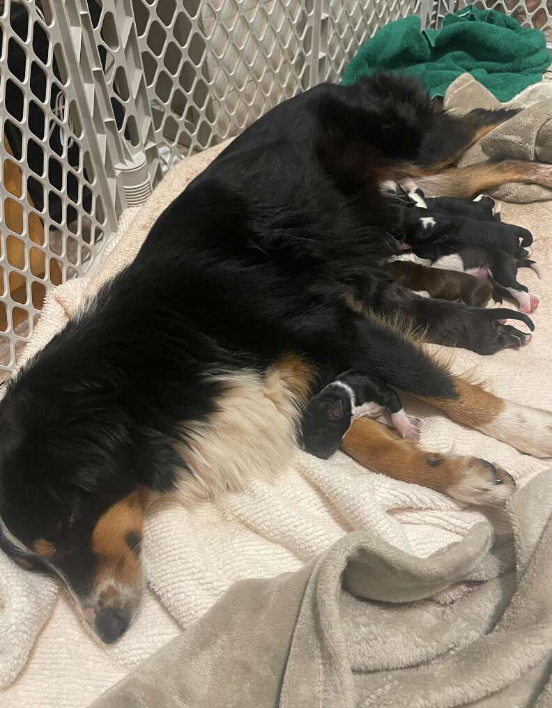 dog with her puppies 