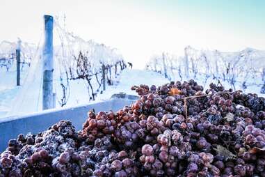 frozen grapes on a vineyard in michigan