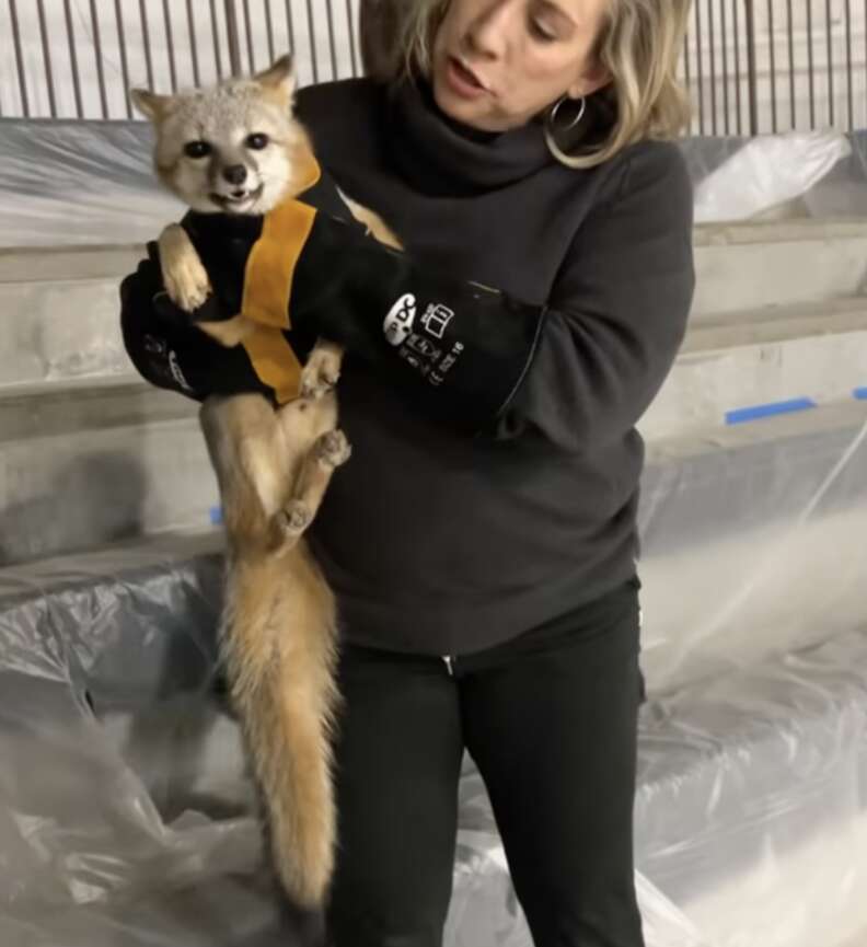 woman holding fox