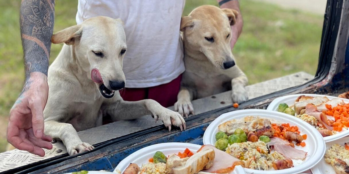 Guy Quits His Job To Save All The Street Dogs - Videos - The Dodo