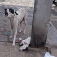 Mother Dog Cries For Help So Someone Will Save Her Baby