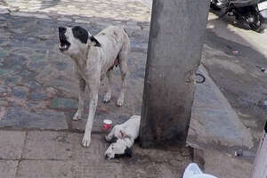 Mother Dog Cries For Help So Someone Will Save Her Baby